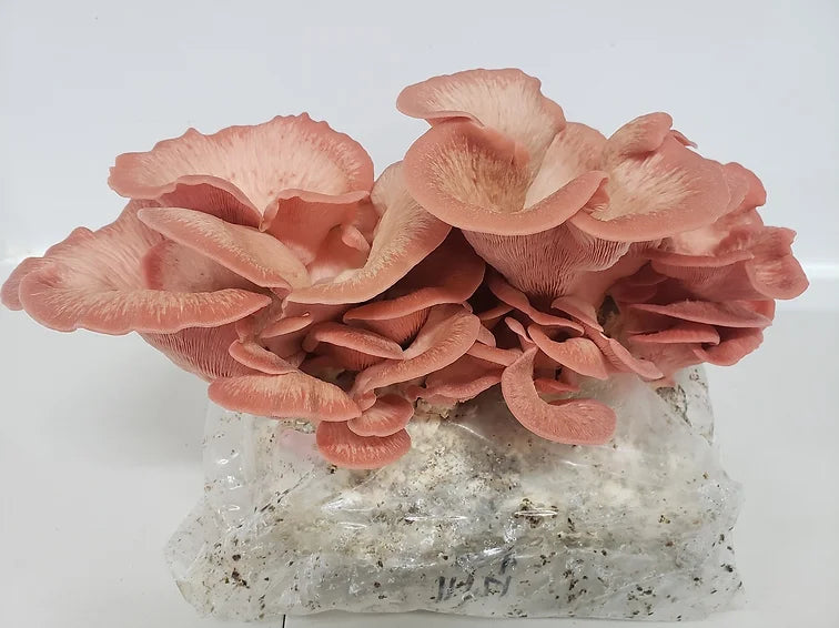 Pink Oyster