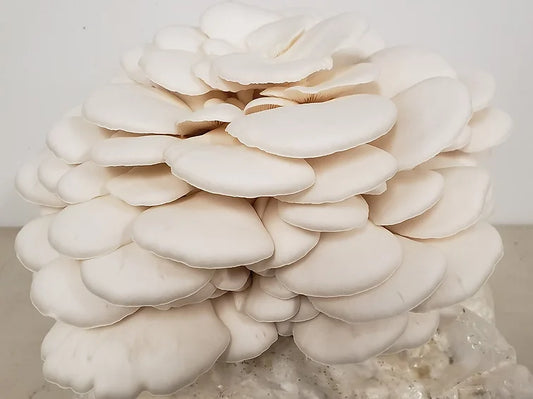 Snow Oyster