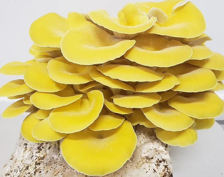 Yellow Oyster